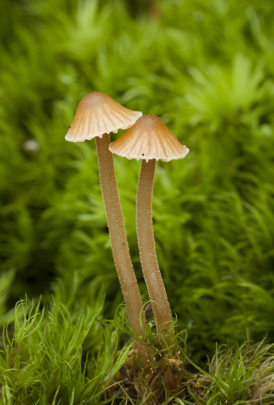 Galerina atkinsoniana